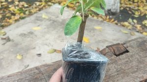 НЕИЗВЕСТНЫЙ САЖЕНЕЦ, ОТ "КРЫМСКИЙ ПИТОМНИК РАСТЕНИЙ."