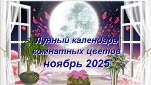 Лунный календарь комнатных растений и цветов на ноябрь 2025 года