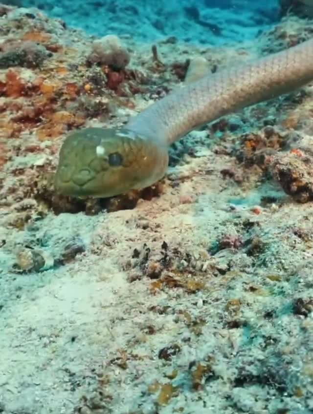Морские змеи рода Hydrophis могут дышать через кожу, что позволяет им находиться под водой до 90%...
