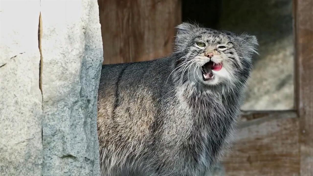 Обитатели Московского зоопарка готовятся к зиме