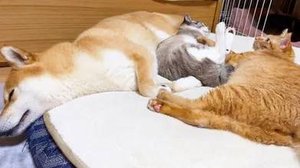 СМЕШНЫЕ КОТЫ И СОБАКИ | ЛУЧШИЕ ПРИКОЛЫ С КОТАМИ, КОШКИ, ЖИВОТНЫЕ