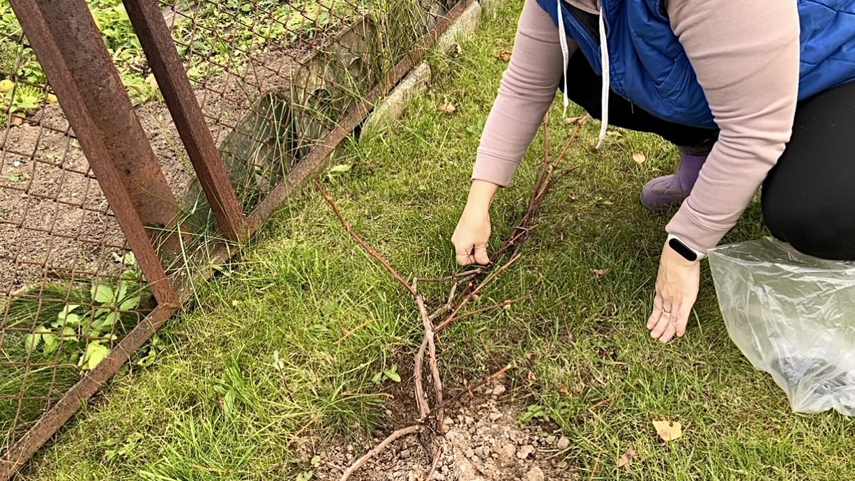 4 октября. Укладываю ВИНОГРАД и ЕЖЕВИКУ