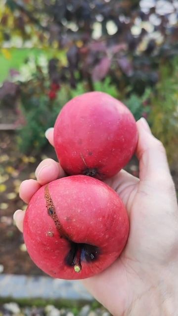 Яблоня Ред Кетти. Красивый вид - отвратительный вкус. Вологодская область. смотреть онлайн
