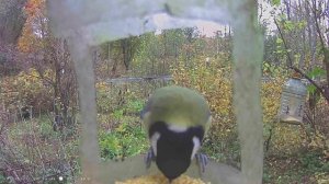 Что сняла фотоловушка / С Эльфом в деревне