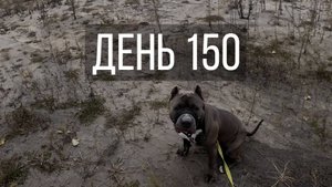 День 150
