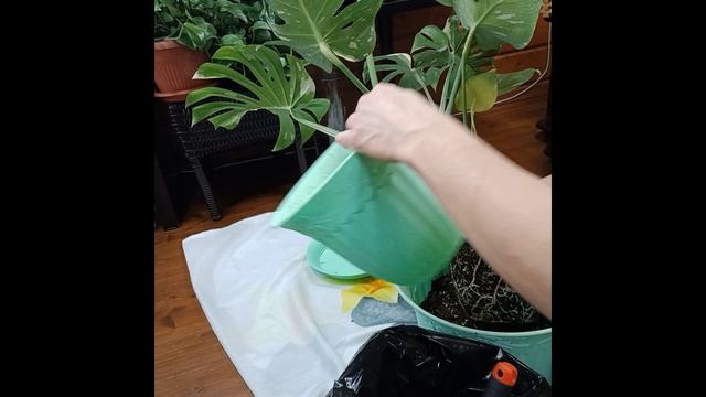 монстера тайское созвездие || пересадка монстеры в кашпо 20л смотреть онлайн