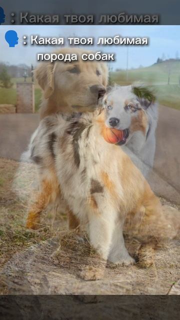 Мои любимые породы собак😘💫🔥💥🎃⚡🌝🩷🩵🤙🫣🥹🫰🫶🫧🪩🪸❤️🩹🫦😳😍 смотреть онлайн