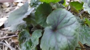 Теллима Форест фрост (Forest Frost)