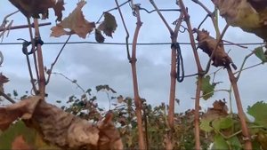 Диагностика виноградного куста после урожая: Читаем сигналы как профессионал