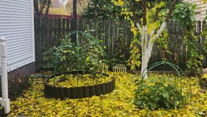 ПОДГОТАВЛИВАЮ РОЗЫ ПОД УКРЫТИЕ 19-10-2025