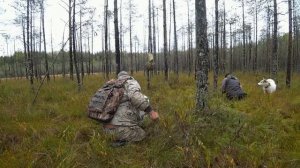 ЗА КЛЮКВОЙ НА БОЛОТО С ЛЁХОЙ И АМУРОМ! СБОР ТАЁЖНОЙ СЕВЕРНОЙ ЯГОДЫ ОБРАЩЕНИЕ К ВАМ, НУЖНА ПОМОЩЬ!