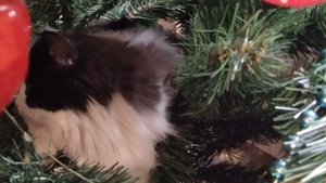 что мы купили для наших питомцев🐱🐺🐢