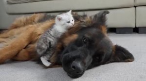 Реакция взрослой овчарки на котёнка - 2025 год