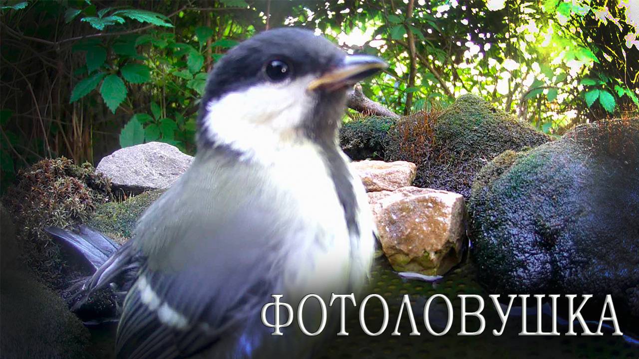 Воробьи, Синицы на поилке / Фотоловушка в лесу