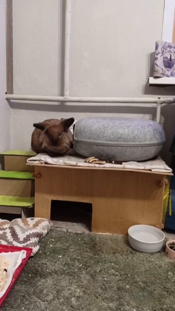 Впечатления Банюшки от перестановки 😋🐰🐾