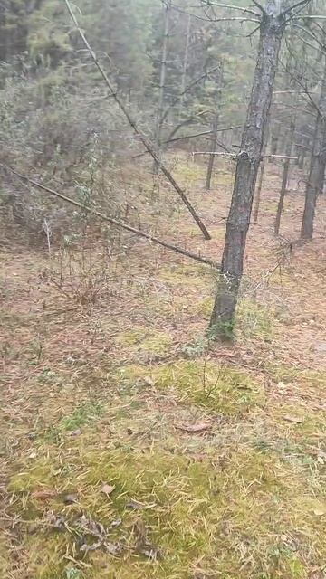 Море эмоций от похода в лес 19 октября. Закрыли сезон. Ждём грибной сезон 2026.