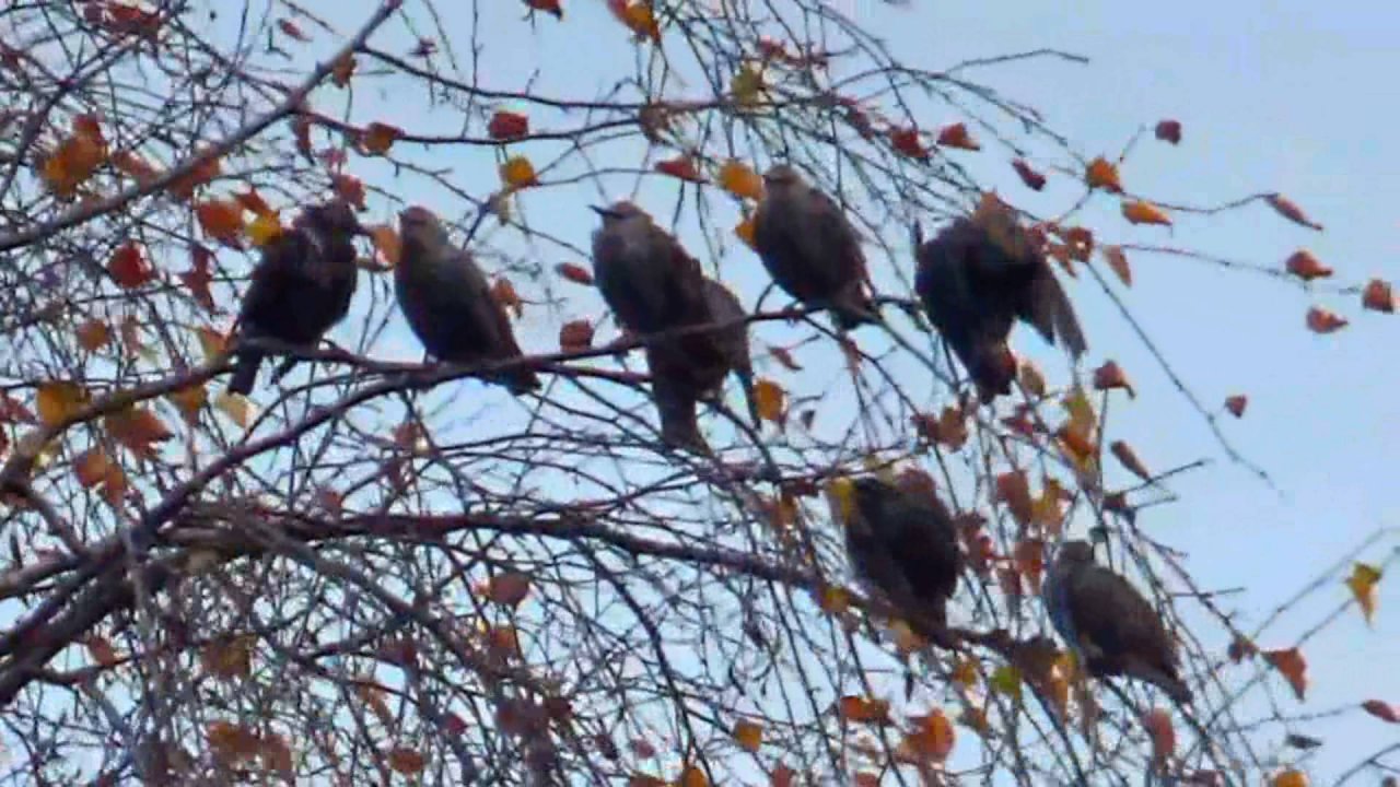 Стая скворцов перед отлетом на юг