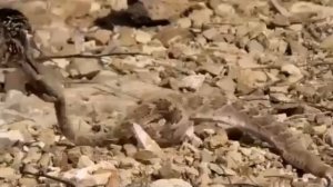 Кукушка опаснее гремучей змеи 🐍😧😲