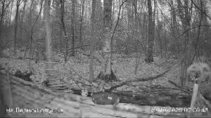 🍂ОКТЯБРЬ в ЛЕСУ онлайн #Relaxing #природа #звуки леса #птицы #погода🍁