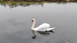 18-10-2025 База отдыха "Бор"/ отелика Снежка/ Озеро с лебедями