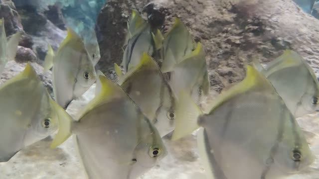 Океанариум