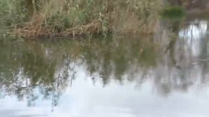 Рыбалка осенью  в октябре на речную щуку