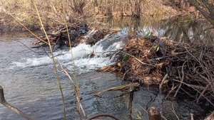 я увидел бобровую плотину