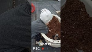 пересадка голубики 🫐