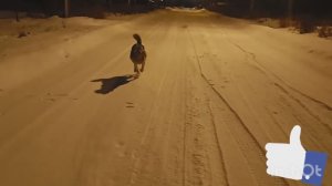 109) СОБАКа ОВЧАРКа по Кличке Верба, 26 декабря 2023.