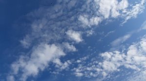 19.10.25 г. Андижанские голуби (3)