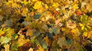 кросс лыжников октябрь 500 м