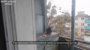 Голубиная сага. Первый сезон. Первая серия