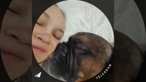 Французский бульдог