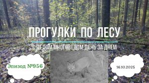 Прогулки по лесу. День за днем с дедом Многоведом. 16 октября 2025г. Эпизод 956.