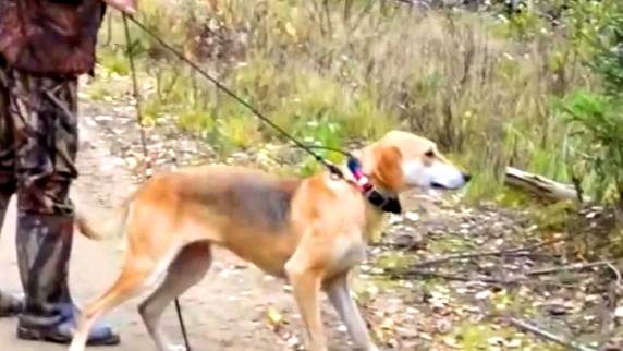 Весенние голоса в Окуловке 2012г. В нагонке русские гончие Розка Ревы М. и Лапка Макаренко И.#охота