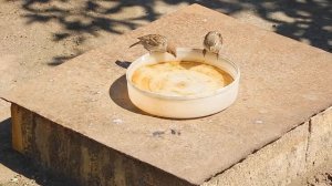 Кольчатые горлицы и воробьи делят воду. Как ладят воробьи с горлицами?