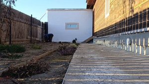 Уборка ботвы Колендулы. Прополка участка плоскорезом. Сжигание ботвы.
