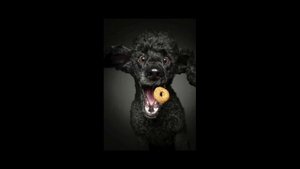 Веселые собачки