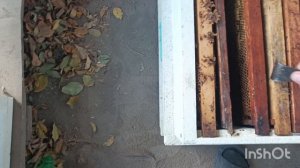 Сажаю второй отводок через перегородку , в один улей.