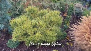 Pinus mugo Ophir