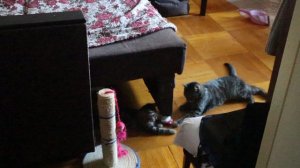 Наши котики 1. Воскресенье, 19 октября 2025 г