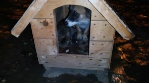 Кошка потеряла страх, пёс с виноватым видом прячется от дождя в своей будке