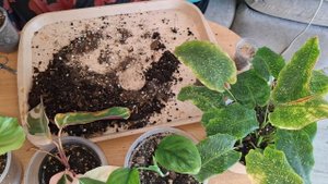 Незапланированные пересадочки цветочков🌱🪴🌱