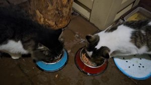 Кототигры оголодали, приехала откармливать!🐈🐈⬛🐈❤️