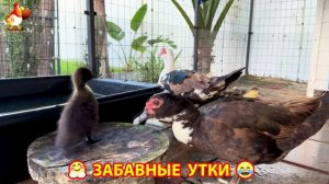 Забавные утки мускусные и пекинские на свободном выгуле со своими друзьями ч.(257) ❣️🤗😂