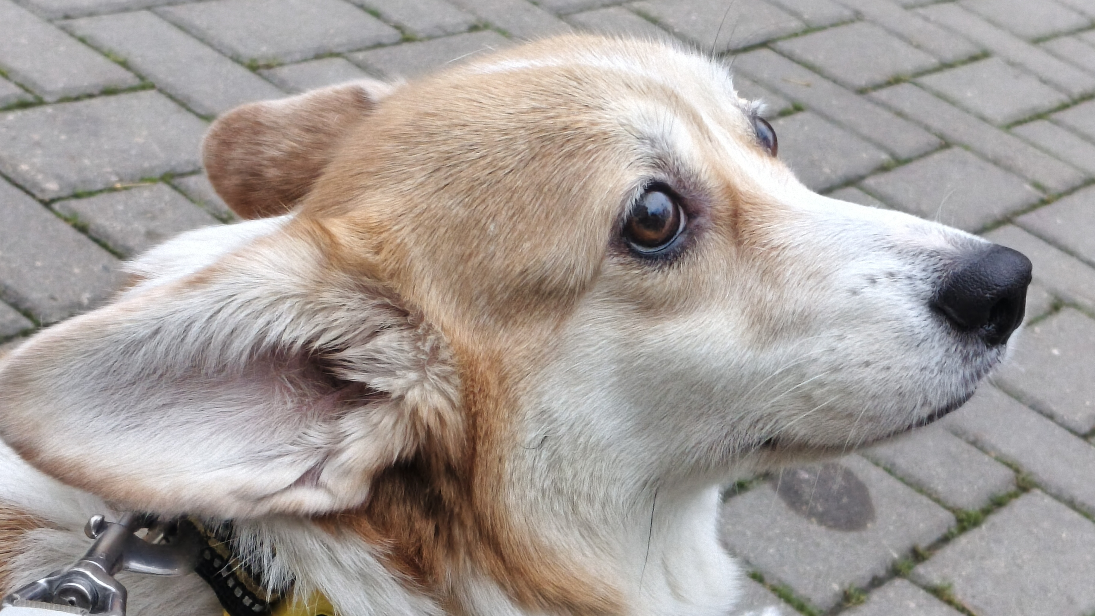 🎃просто кисина трансляция🐾