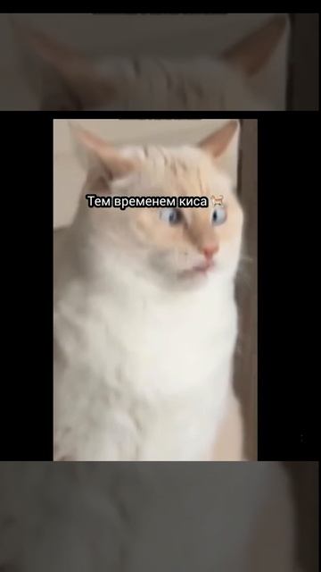 Ржачная киса смотреть онлайн