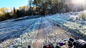 Прогулки по лесу. После первых хороших заморозков.