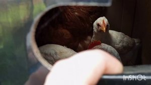 ЖИВУ У ДОЧЕРИ В ДЕРЕВНЕ.РАЗДАЮ ХОЗЯЙСТВО.