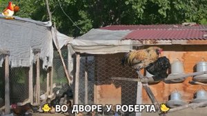 Содержание кур в домашних условиях и других птиц во дворе у Роберта 🐣🐤🦆🐔🪿🦃 (306)